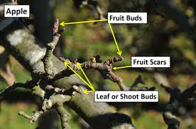 Over vigorous trees expend all their energy in growing wood and do not produce flower buds. 2021 Blossoms Are Developing On Your Fruit Trees Science Based Fruit Tree Growing Methods