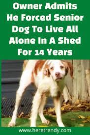 Owner Admits He Forced Senior Dog To Live All Alone In A Shed For 14 Years Senior Dog 14 Years All Alone