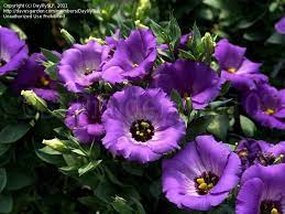 Plantfiles Pictures Prairie Gentian Lisianthus Texas Bluebell Florida Blue Eustoma Grandiflorum 7 By Daylilys Florida Blue Deer Resistant Plants Gentian