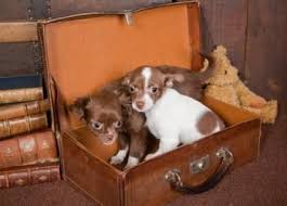 How many puppies can a chihuahua have? Breeding A Chihuahua The Chihuahua Information Center