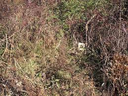 Bunnell Cemetery, Hwy 677 near Monroe, Hart Co., KY