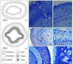 Image result for Tabernaemontana eglandulosa