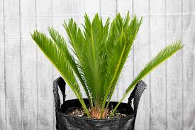 Image result for Cycas