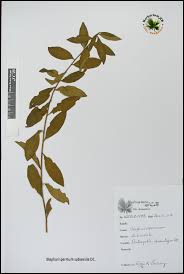 Image result for Blepharispermum