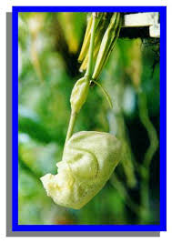 Image result for Cynorkis symoensii