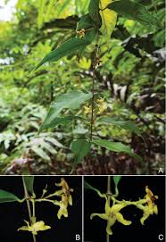 Image result for Apocynaceae subfamilies Apocynoideae and Rauvolfioideae