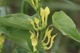 Image result for Aristolochia zenkeri