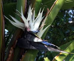 Image result for Strelitzia