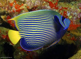 Has A Bold Blue Body Covered With Bright Yellow Horizontal Stripes Culminating In A Bright Yellow Saltwater Aquarium Fish Tropical Freshwater Fish Angel Fish