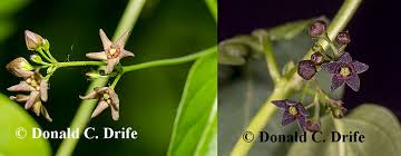 Image result for Vincetoxicum cernuum