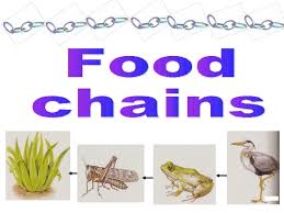 The food chain within a desert usually follows a sequence of plants, herbivores, and then carnivores. Tema 4 Food Chain
