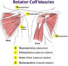 Medical Doctors Worldwide On Instagram The Rotator Cuff Is A Group Of Muscles And Tendons That Surround The Shoulder K In 2021 Rotator Cuff Arm Bones Upper Arm Bone