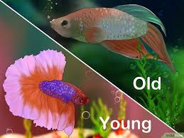 Pin On Betta Fish Care