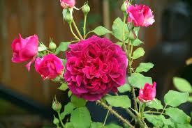 It has surprised me by flourishing in the worst possible location (exposed to winters' constant. A David Austin Munstead Wood Shrub Rose By Geejoe Ephotozine
