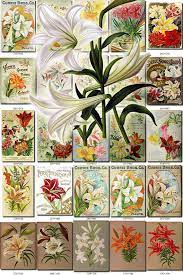 Lilies 4 Flowers Collection Of 220 Vintage Images Lilium Lily Pictures Picture Of Lily Flower Pretty Flowers Pictures