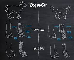 Why Don T Dogs Use Their Claws And Cats Do