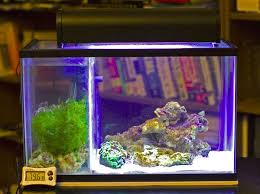 Pin On Aquarium Tips Salt Water