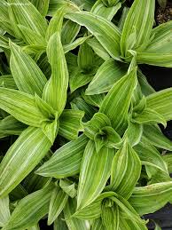 Image result for Callisia