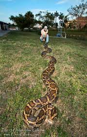 Pythons In The Everglades Frequently Asked Questions Everglades Everglades Florida Invasive Species