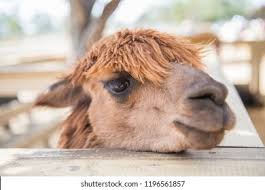 Camels Farm Hd Stock Images Shutterstock