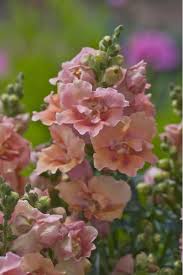 Snapdragon Twinny Peach F1 Hummingbird Flowers Flowers Beautiful Flowers