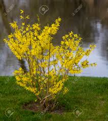 Do you have any early spring blooming plants: Blooming Forsythia In Early Spring Yellow Flowers Background Stock Photo Picture And Royalty Free Image Image 101194014
