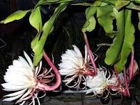 Hoa Quỳnh - Ý Nghĩa Hoa Quỳnh | Tâm Flowers