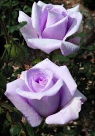 Pin By Olinda On 1 A File General Pretty Flowers Beautiful Flowers Purple Flowers