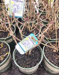 Rooting lilacs from cuttings is a great way to get more of these beautiful bushes. Why Your Lilac Bush Isn T Blooming And What You Can Do About It Natalie Linda