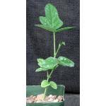 Image result for Neorautanenia mitis