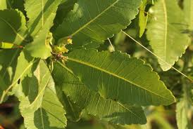 Image result for Myrica pilulifera