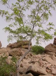 Image result for Cassia sieberiana