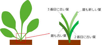 エキノドルスの葉が枯れる原因は 葉の世代交代も一因