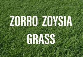 The basic fact about zoysia grass is that, unless it is grown in the right climate, it will cause more headaches than not. Zorro Zoysia Grass Everything You Need To Know Gardening Brain