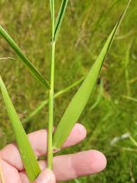 Image result for Eriochloa procera