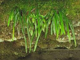 Image result for Vittaria