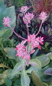 Kalanchoe Gastonis Bonnieri Cacti Suculentas Agaves Belos Jardins