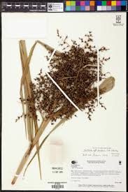 Image result for Scleria melanomphala