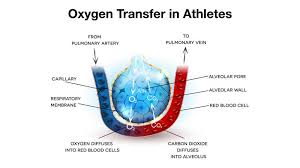 is vo2 max testing still important in sports