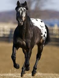 appaloosa wikipedia