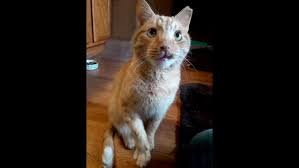 How many sick days employees get. Asking For Money For Sick Employee You Can Sign Up But You Can Never Leave The Brooks Review Discover What Sick Time Is How To Use It And Related Forms