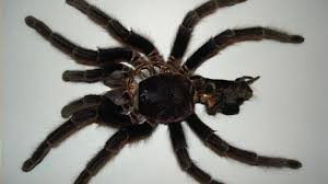 Passengers Say Tarantulas Got Loose On Flight 6abc Philadelphia