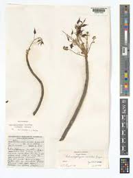 Image result for Entandrophragma caudatum