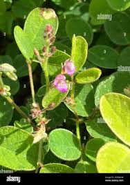 Image result for Desmodium incanum