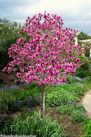 Image result for Magnolia