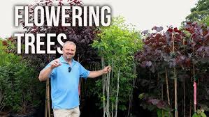 Image result for Stemodia serrata