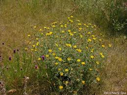 Image result for Polyspatha hirsuta