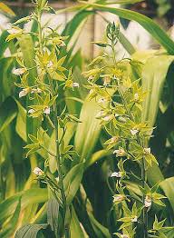 Image result for Eulophia hereroensis