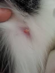 Pregnant Cat Nipples Vs Normal: What Do They Look Like?