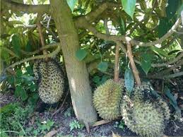 Anak pokok durian duri hitam. Rahsia Durian Berbuah Pokok Rendah Youtube